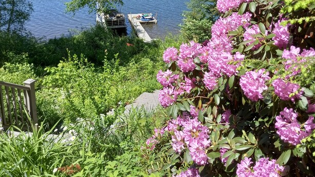 A serene lakeside view with a dock and lush greenery.
