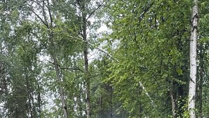 A wooden sauna in a forest with two Adirondack chairs and a fire pit. - Cozy pet friendly cabin with stand alone sauna near Willow and Talkeetna Alaska (Willow)