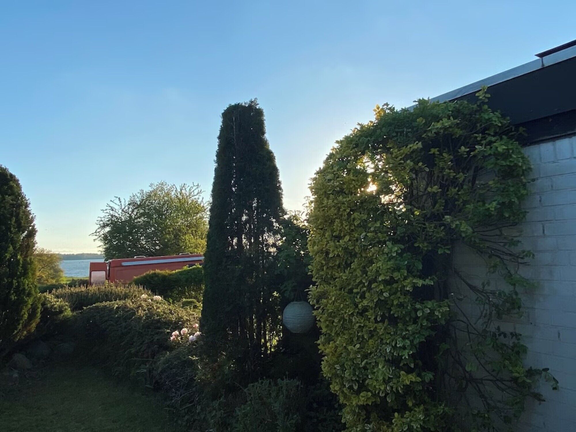Un jardin avec un arbre grand et étroit, une haie et un bâtiment dont le mur est blanc.