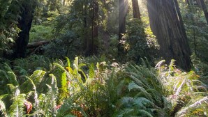 Una fitta foresta con alberi alti e felci.