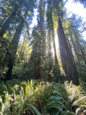 A dense forest with tall trees and ferns.