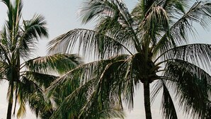 A beach with palm trees, people, and beach umbrellas. - 71 Hastings Street - Beachfront (Noosa Heads)