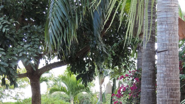 Un jardín con diversas plantas, entre ellas palmeras y abundante follaje verde.
