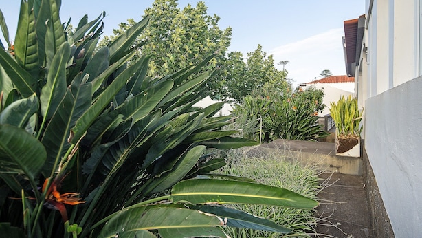 Un jardin avec de grandes plantes vertes et un chemin en béton menant à un bâtiment.