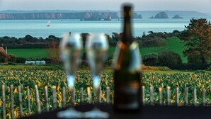 Ein Weinberg mit Reihen von Weinreben, eine Weinflasche und zwei Gläser auf einem Tisch.