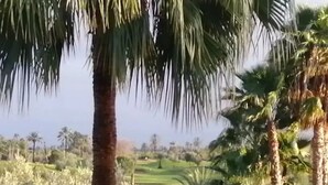Un jardí amb palmeres i plantes en testos.