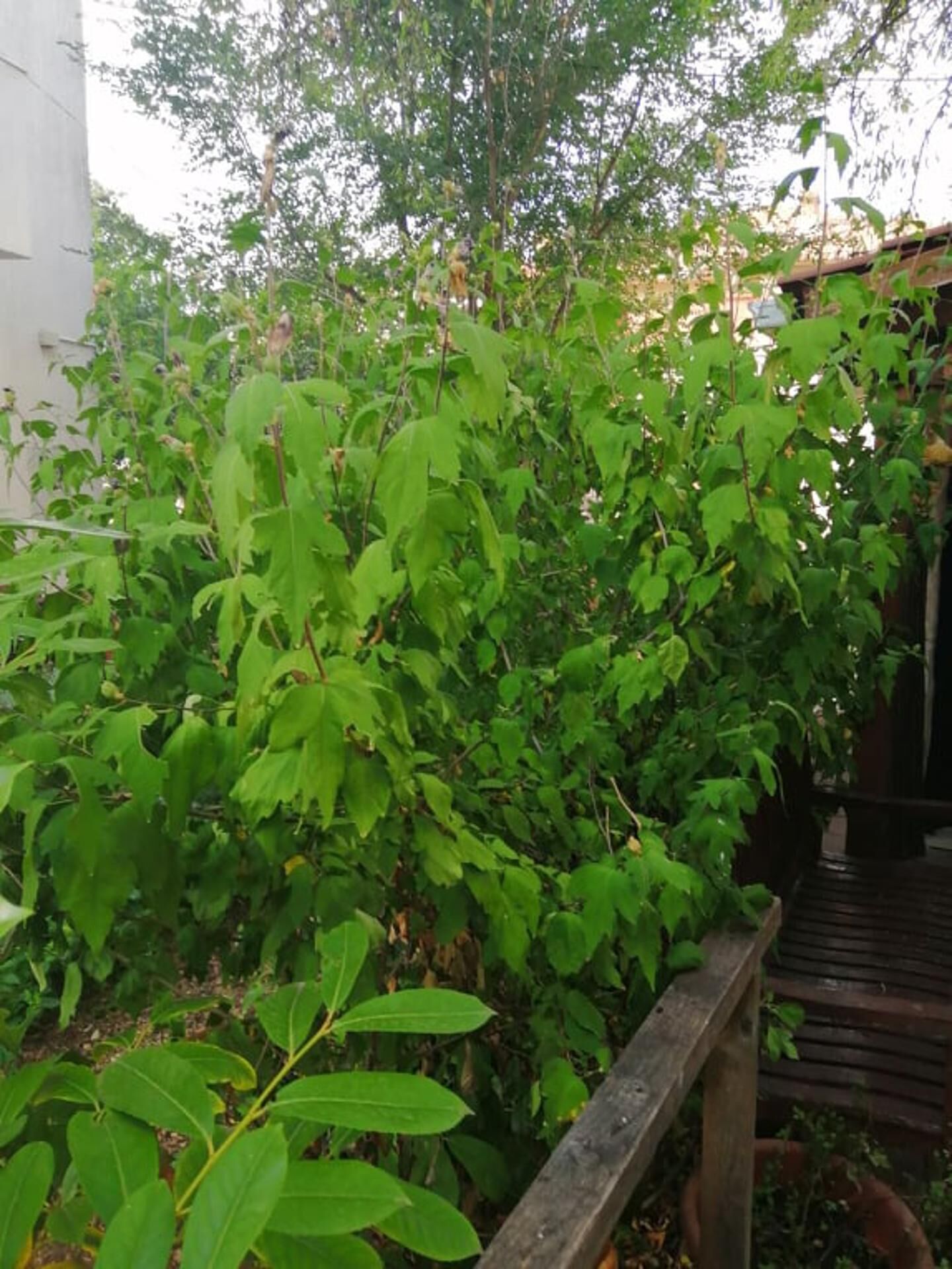 A lush green bush with broad leaves, a wooden fence, and a building in the background.