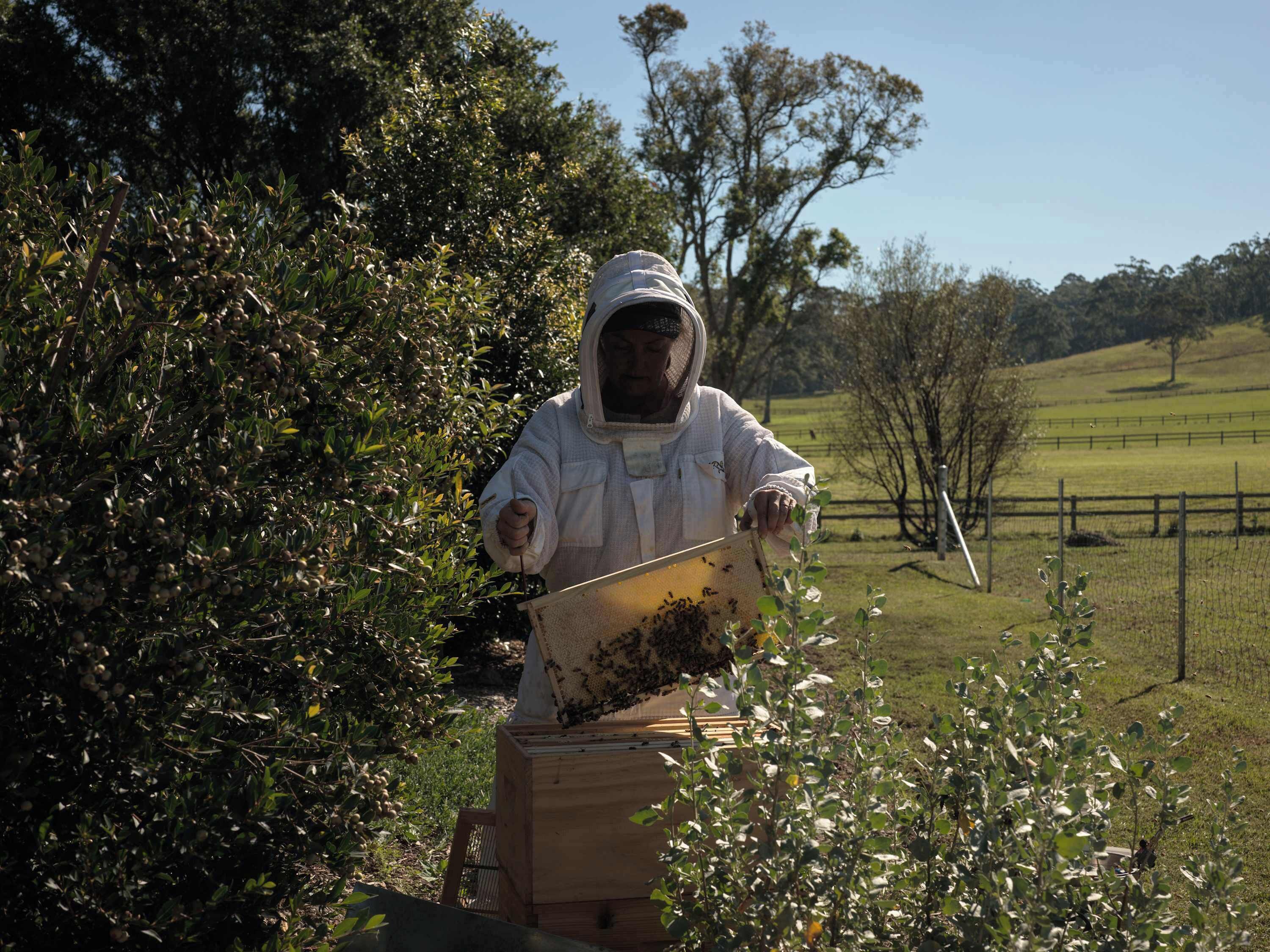 A person in protective clothing handling a beehive in a rural setting with trees and a fence in the background.