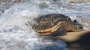 Une tortue de mer sur une plage de sable, avec des vagues à l’arrière-plan.