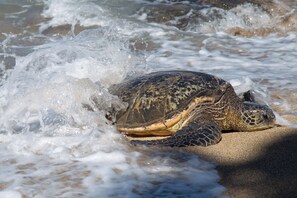 A sea turtle on a sandy beach with waves. - Chic 1bd condo, granite kitchen and Pacific views (Lahaina)