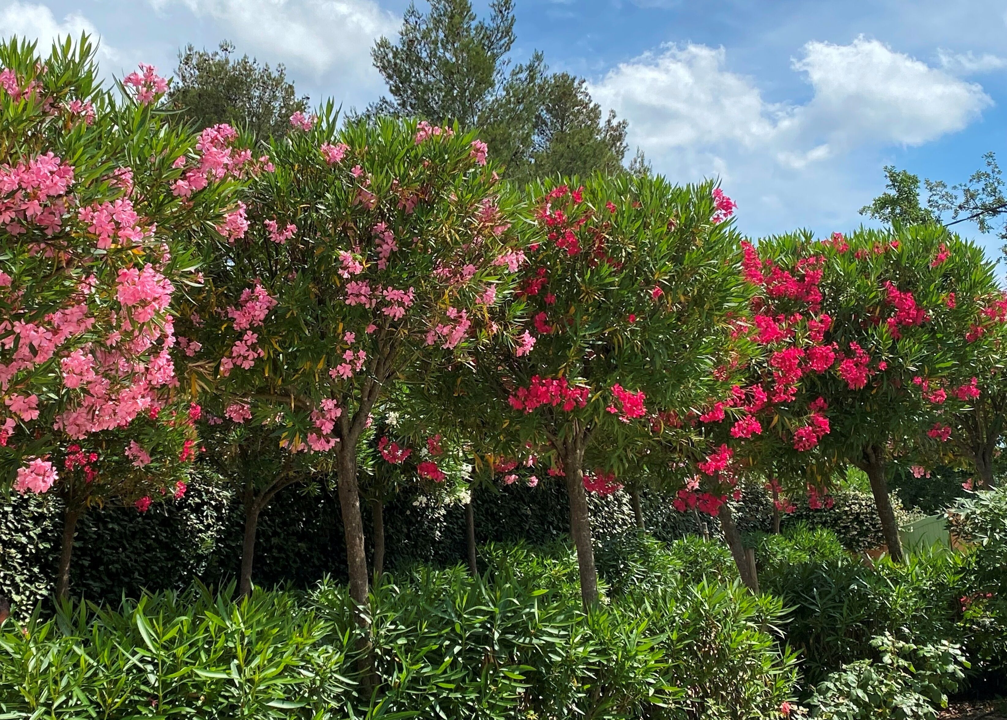 Een tuin met bloeiende bomen en weelderige struiken.