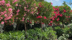 Een tuin met bloeiende bomen en weelderige struiken.