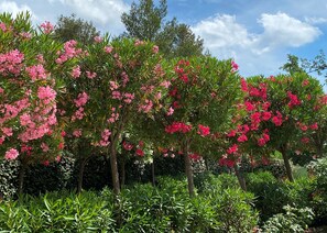 Terrein van de accommodatie