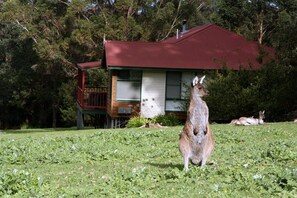 Property grounds - Cabins Nestled in 170 Acres of old Growth Forest Near the Valley of the Giants (North Walpole)