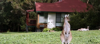 Cabins Nestled in 170 Acres of old Growth Forest Near the Valley of the Giants
