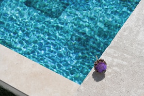 Una piscina cristalina con borde de hormigón y un erizo de mar púrpura en el borde.