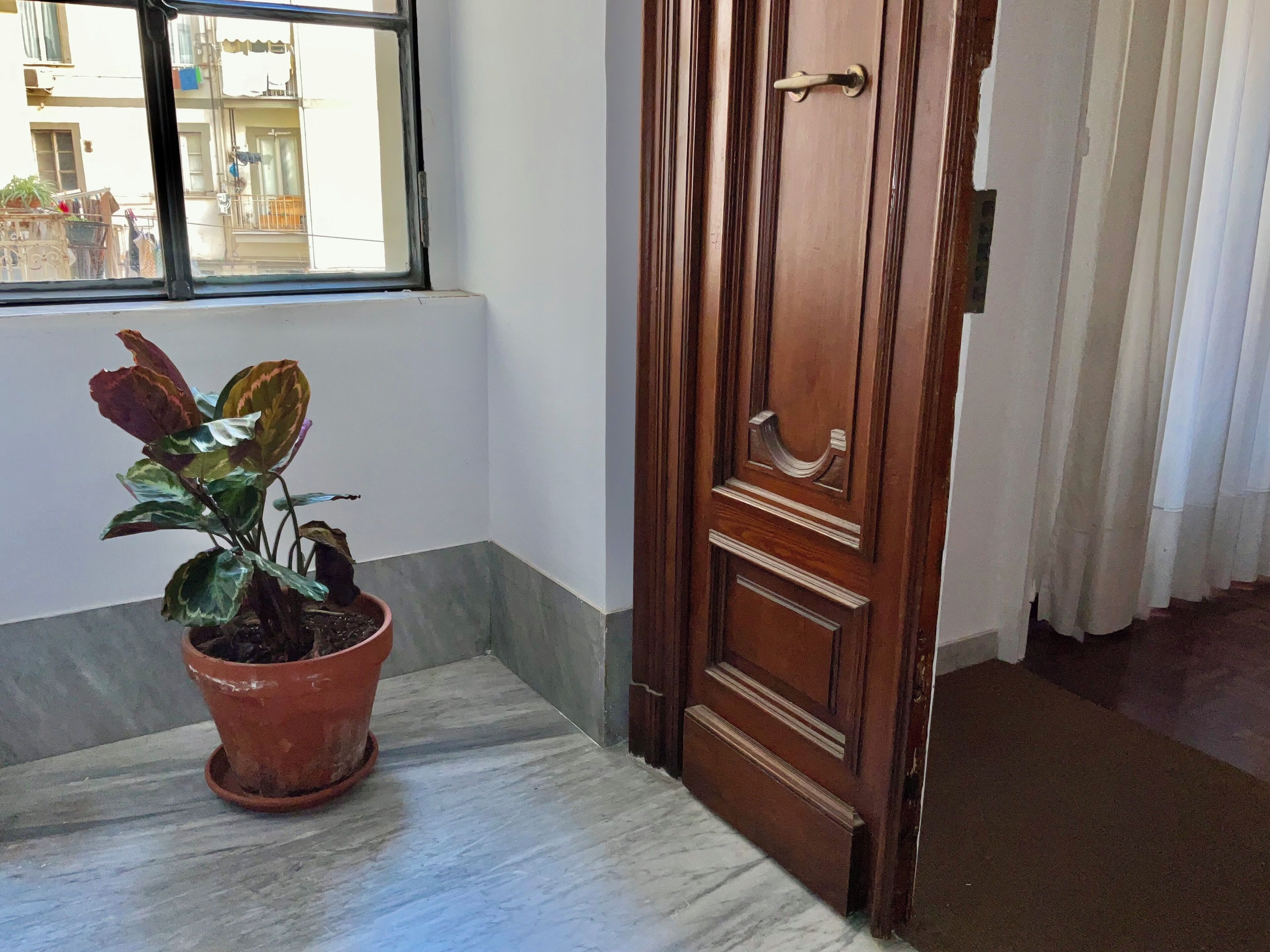 A potted plant near a wooden door with a handle and a window with a view of buildings outside.