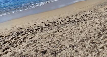 Charmant 2 Pièces Avec Jardinet