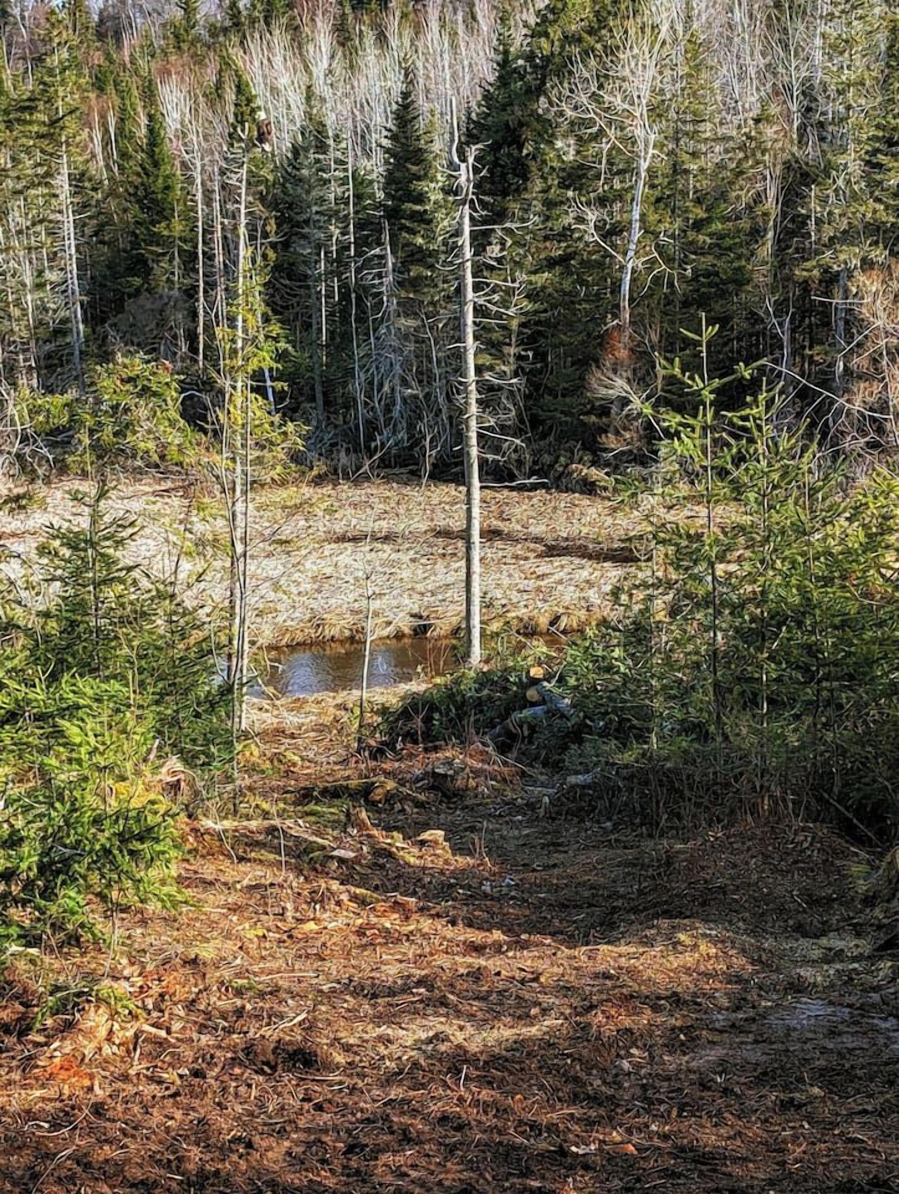 A natural landscape with a forested area, a small body of water, and a clear sky.