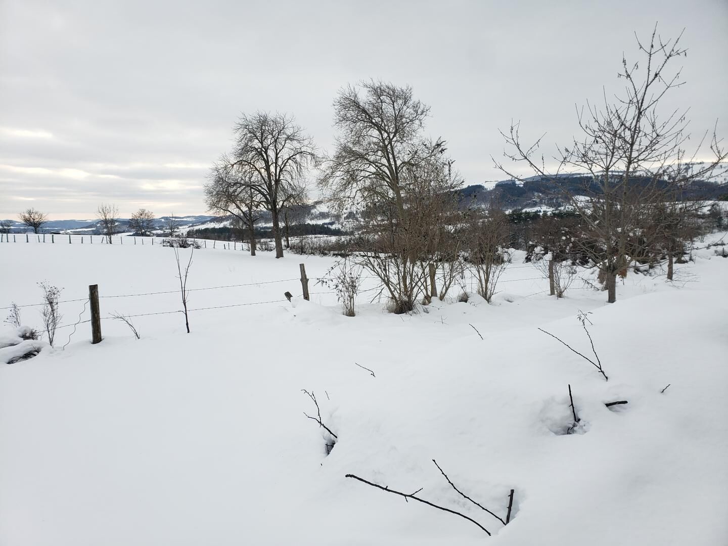 A snowy landscape with bare trees and a fence.