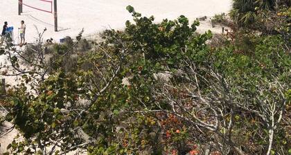 Walk to Siesta Key Beach. Beautiful condo with pool.