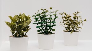 Trois plantes en pot, dans des pots blancs.