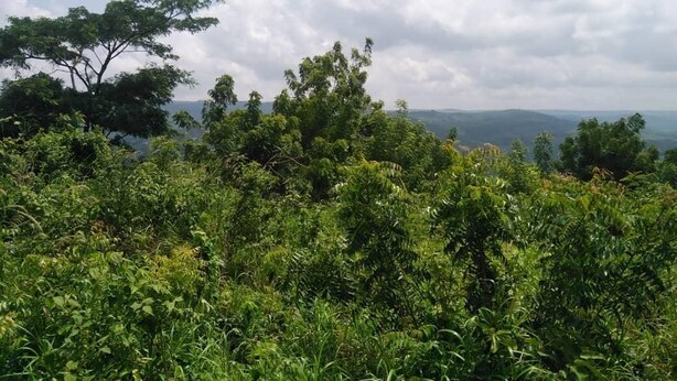 A lush green landscape with dense vegetation and a tree in the foreground.