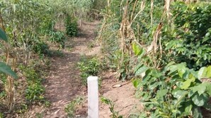A dirt path with a white post in the center, surrounded by greenery and dry vegetation.