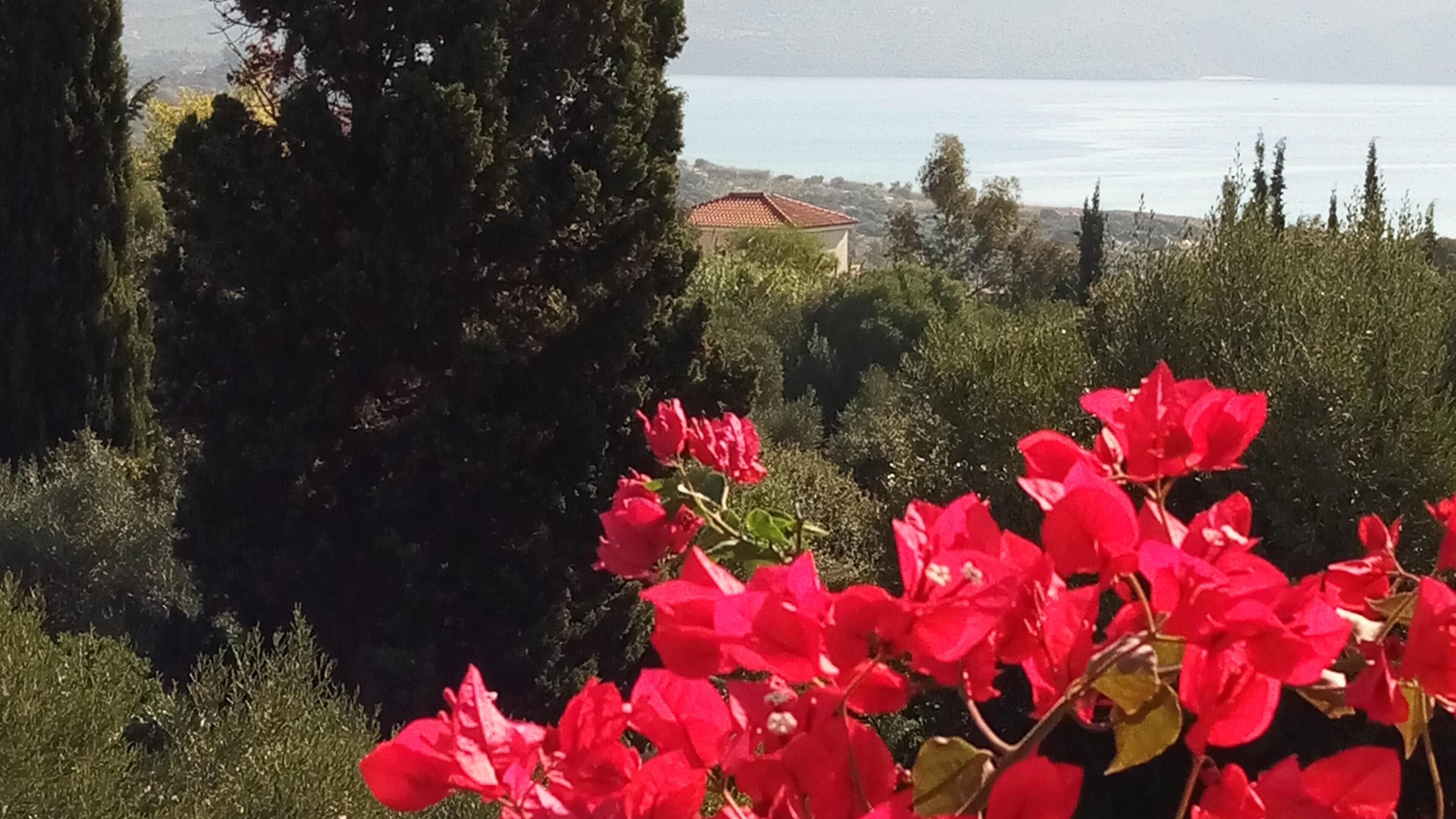 Un paisaje costero con un árbol destacado, flores rojas y un edificio distante junto al mar.