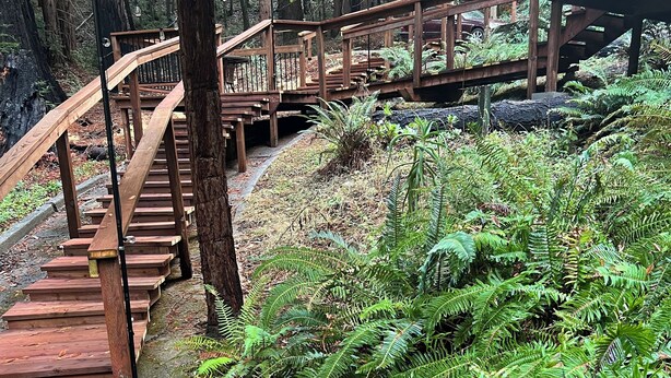 Uma escadaria de madeira leva a uma ponte de madeira em uma área florestal com samambaias.