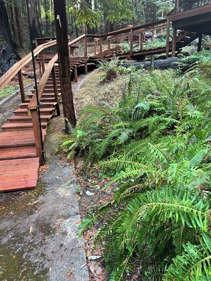 Una escalera de madera que conduce a un puente de madera en un área boscosa con helechos.