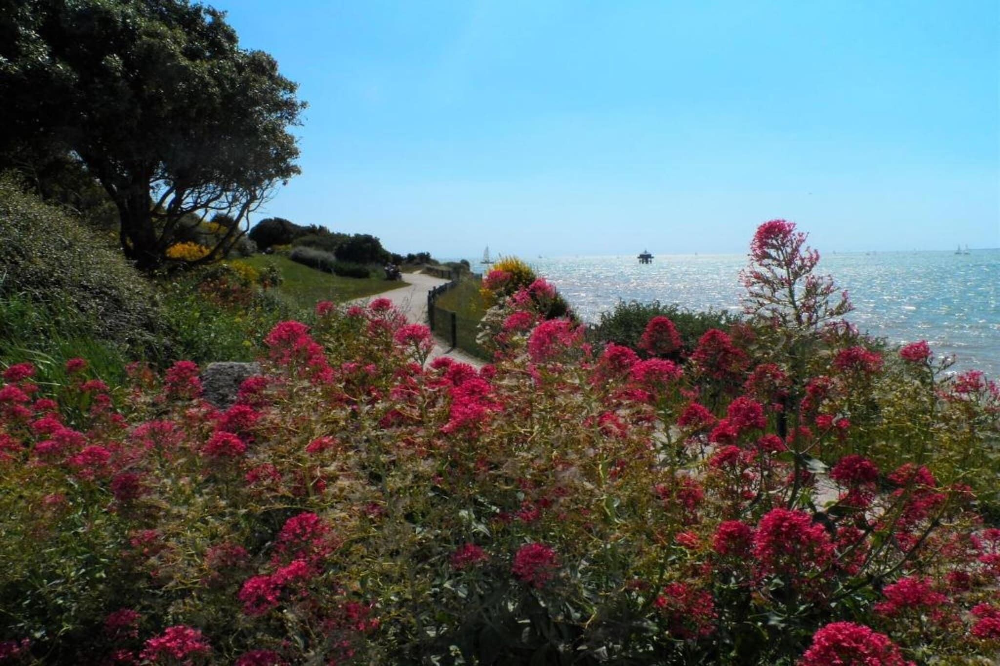 Un sendero costero con flores rosadas y una vista despejada del mar.