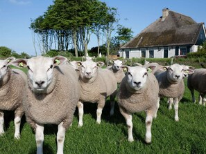 Un groupe de moutons dans un champ verdoyant, avec une maison en arrière-plan.