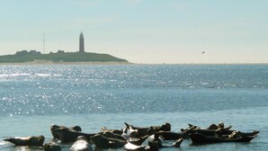 A coastal scene with a lighthouse in the background and a group of seals in the foreground. - Apartment in Netherlands near the Coast (De Koog Texel)