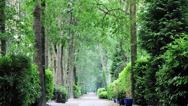 A pathway flanked by tall trees and dense foliage, leading into a forested area. - Chalet in Parc de Kievit with Private Garden (Baarle-Nassau)