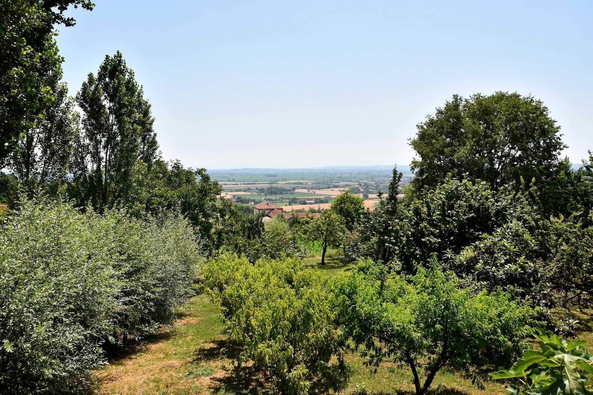 Un vignoble avec des rangées de vignes et une vue lointaine sur des maisons et des champs.
