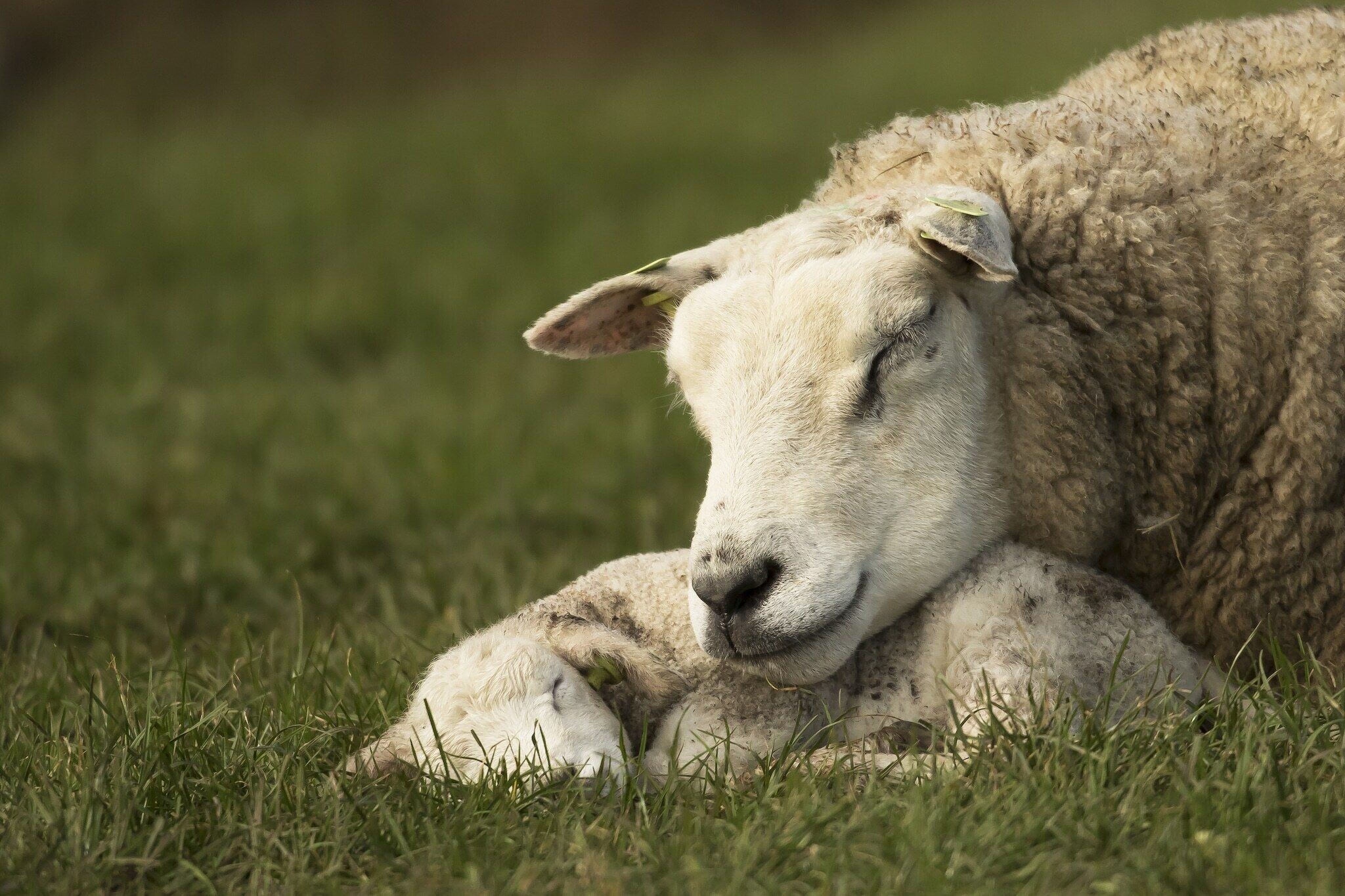 A sheep lying down in a grassy field.