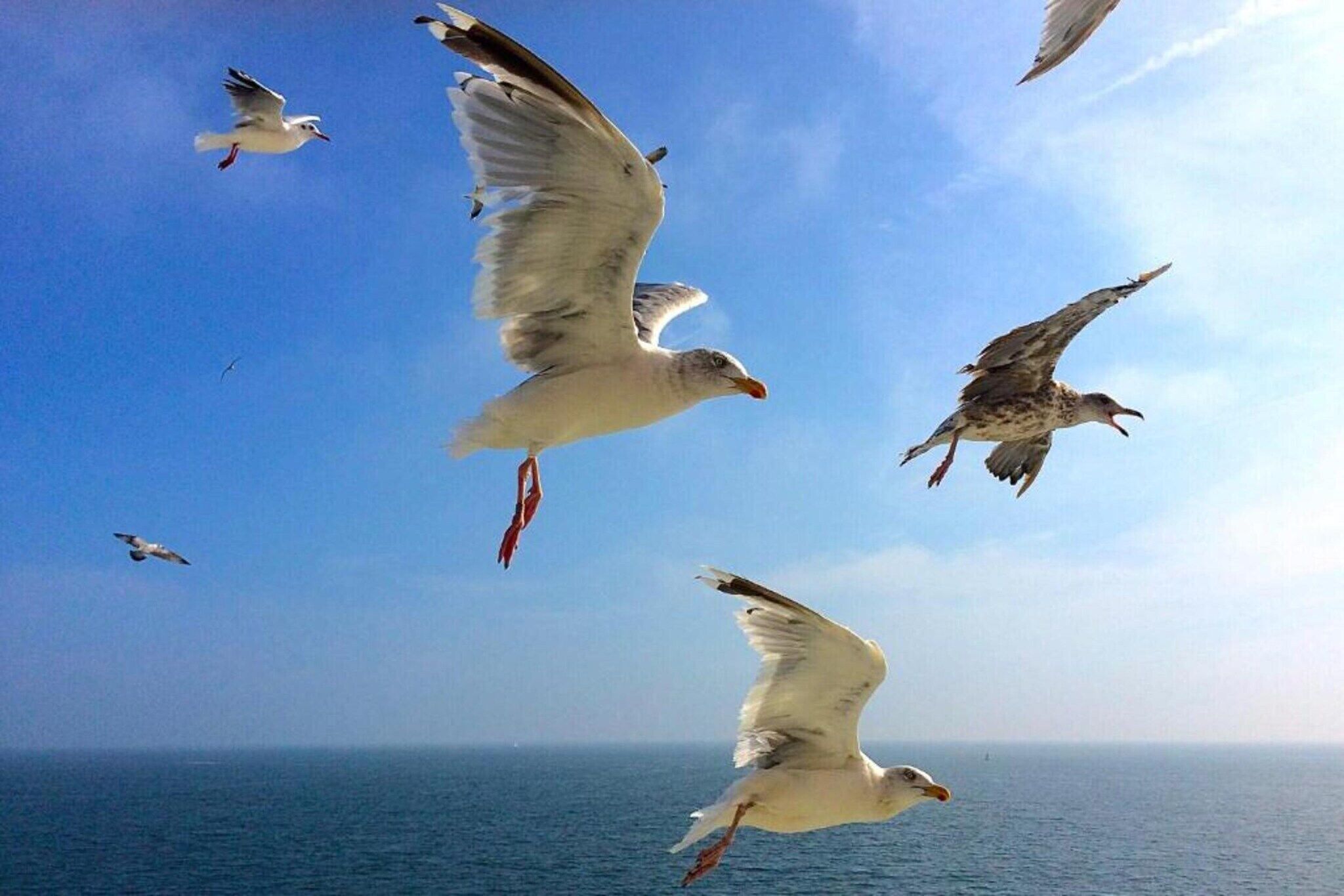 Gaviotas volando sobre un cuerpo de agua.