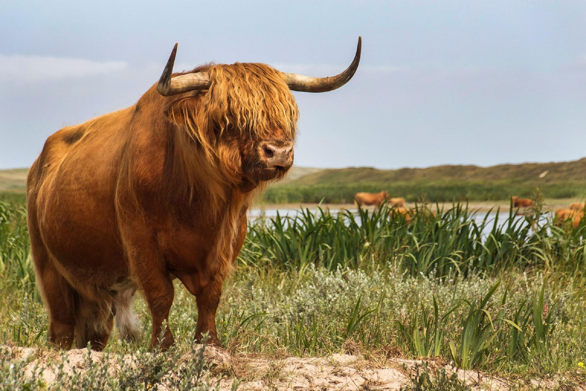 A highland cow standing in a grassy field with a lake in the background.