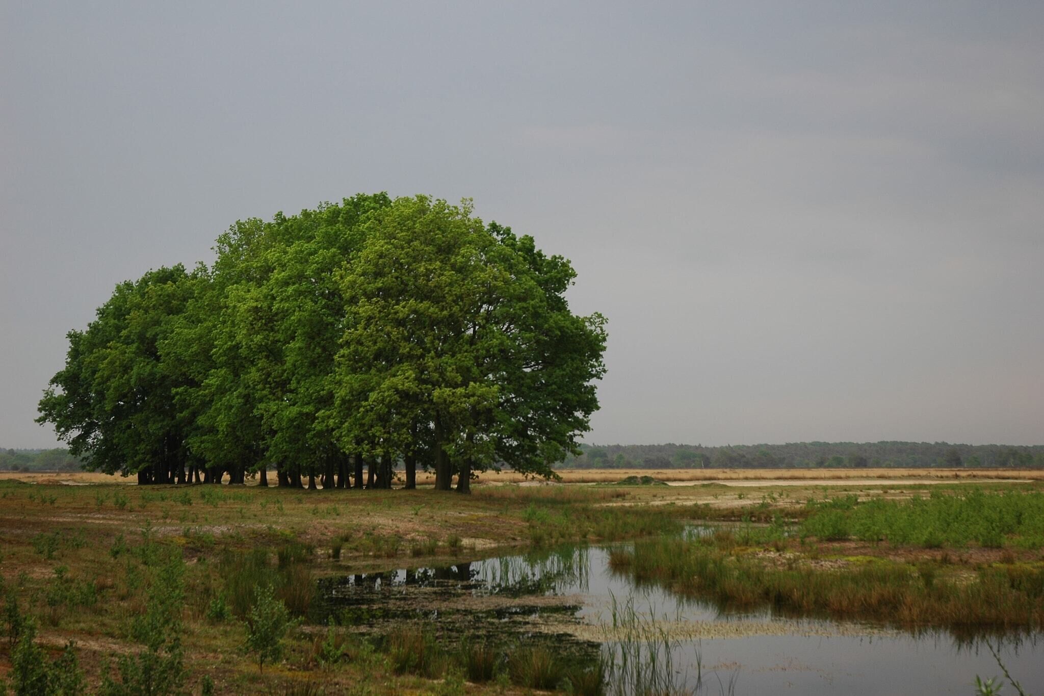 A large tree surrounded by a natural landscape with a body of water in the foreground.
