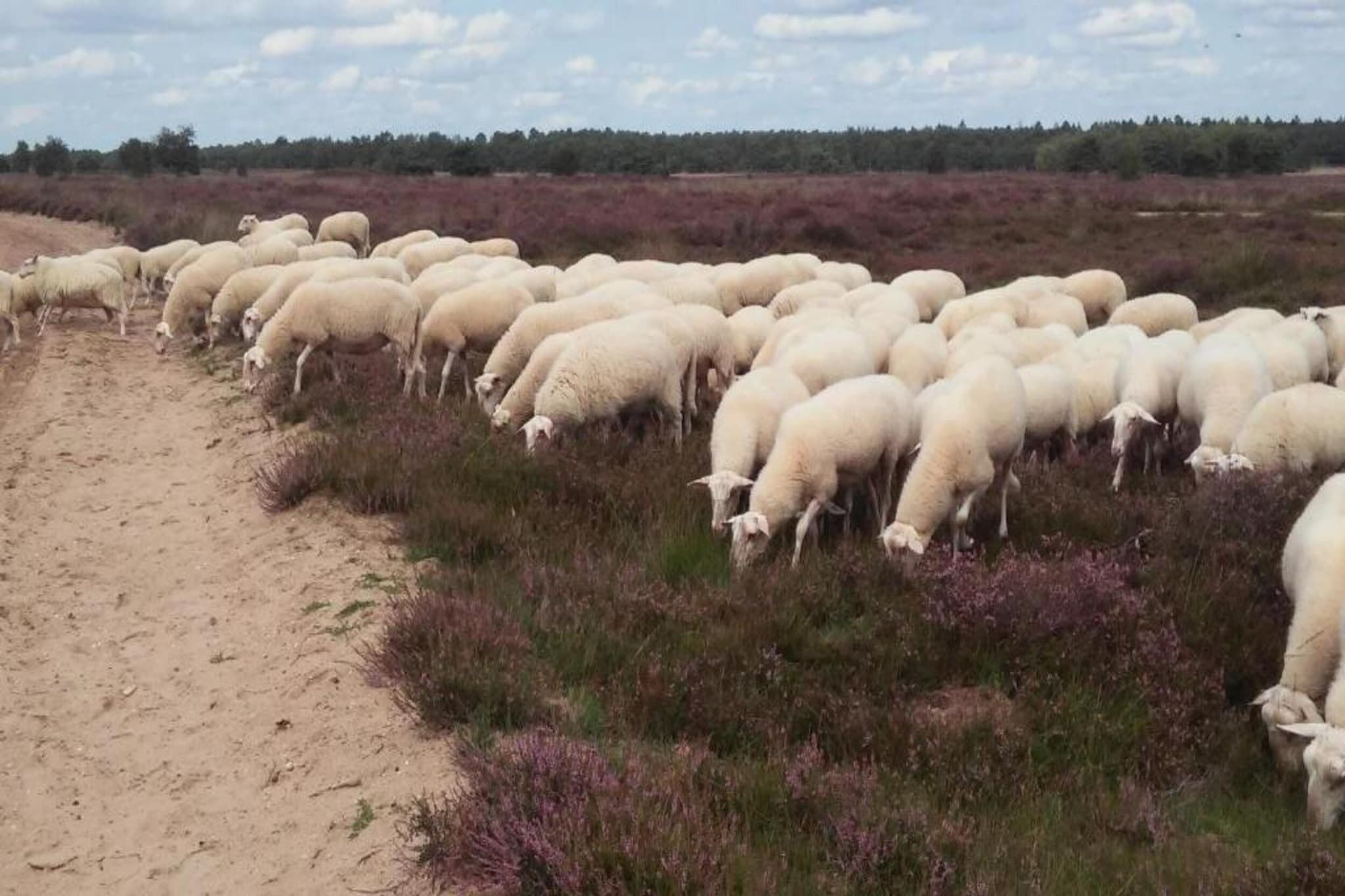 En flock får betar på en åker, och intill dem finns en grusväg.