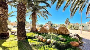 Un jardín ajardinado con palmeras, rocas y césped.
