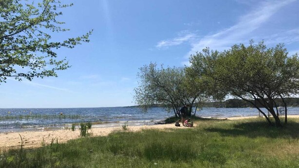 Ranta, jossa on etualalla puu ja ruohoa, taivaalla ei pilviä ja taustalla tyyni meri.