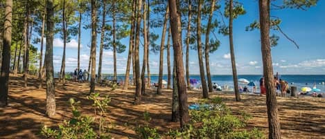 A forested area with a beach in the background.