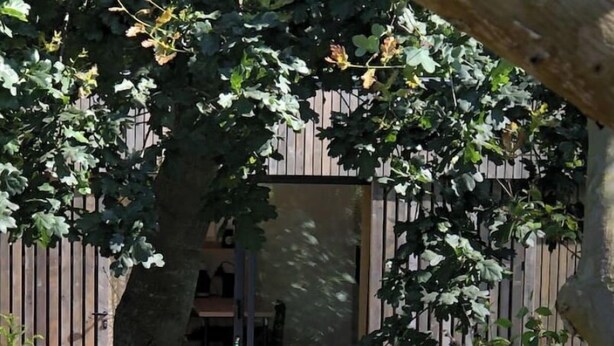 Un giardino con fiori gialli, una recinzione in legno e una sedia rossa.