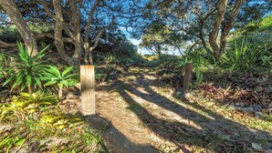 A dirt path flanked by trees and vegetation, leading through a natural setting. - Wooli Waves - Right on the ocean dune. (Wooli)