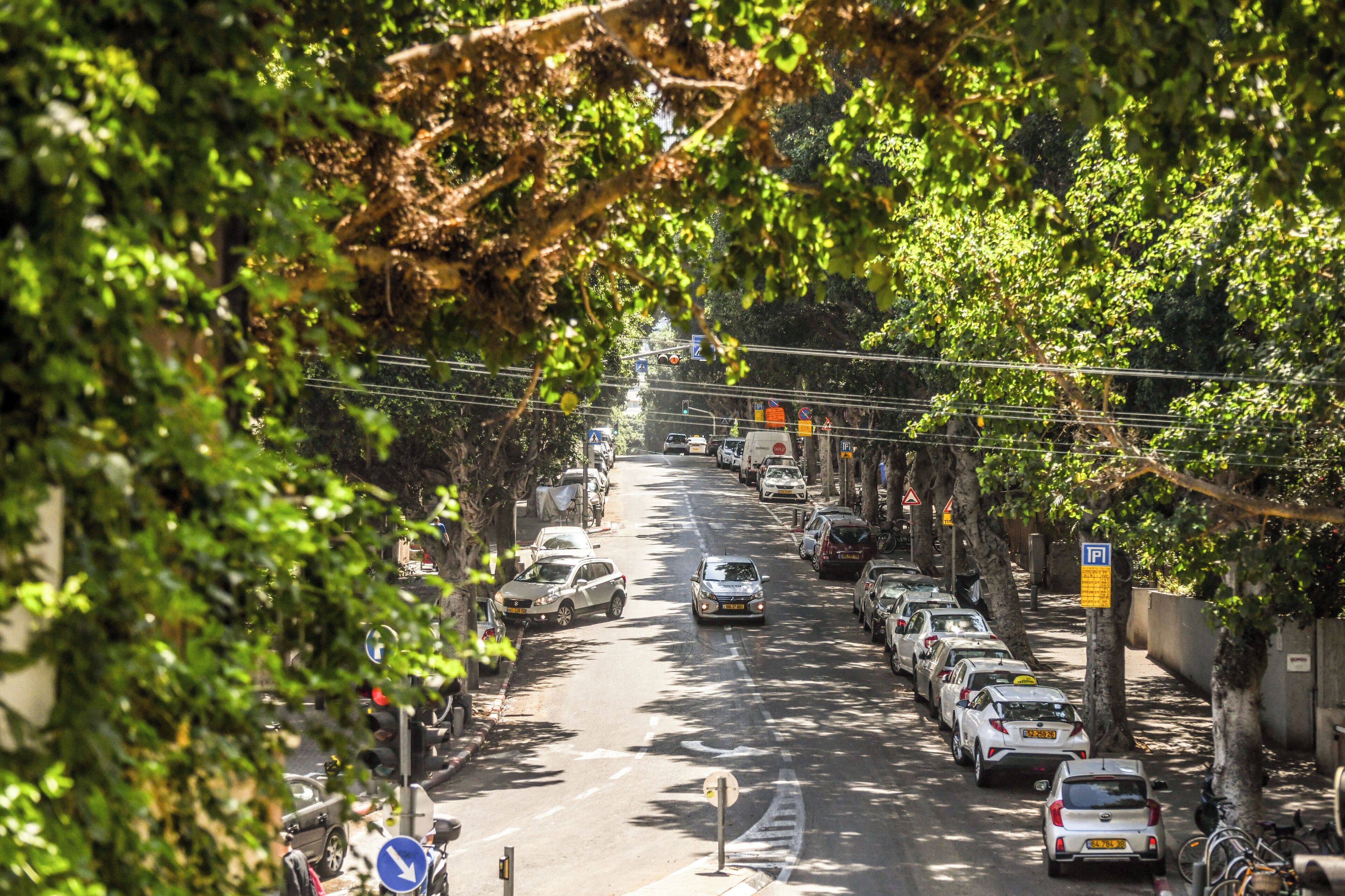 Une rue bordée d’arbres, avec des voitures garées et une chaussée dégagée.