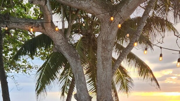 Escena de playa con palmeras, un banco y luces colgantes.