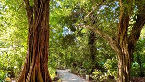 Un sentier bordé de grands arbres aux racines profondes, entouré d’une végétation luxuriante.