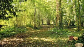 A forested path with a basket and hat, Villa Edouard sign, and dense greenery. - VILLA EDOUARD - 180m2 in the heart of nature - 20min Disney - 7min Airport (Claye-Souilly)